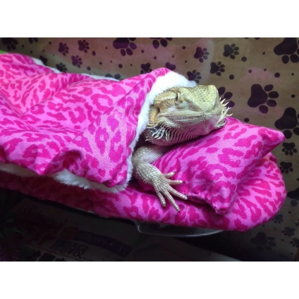ATTACHABLE RESTING BED COVERS 4 BEARDED DRAGONS